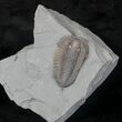 Flexicalymene Trilobite from Ohio #20731-1